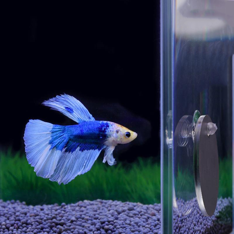 Aquarium Fish Escape - 아쿠아리움 베타 미러 어항 물고기 베타