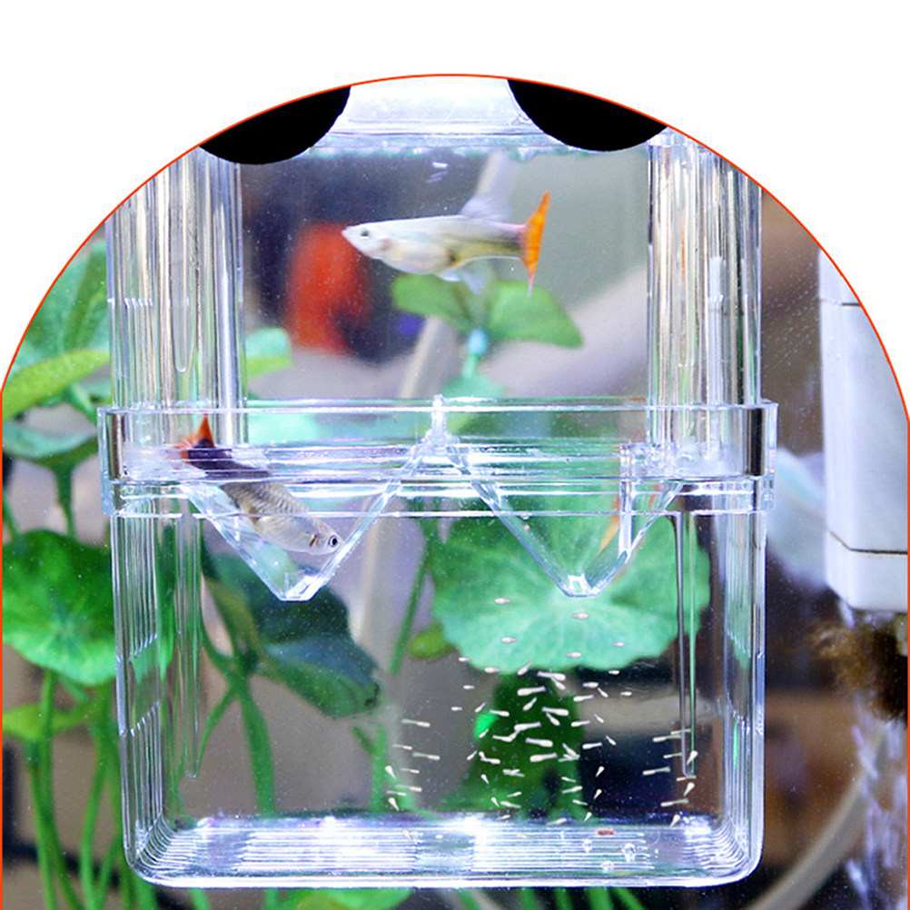 투명한 물고기 번식 상자, 생아식물고기 난생 격리 탱크 - Aquarium Fish Rate 리뷰 및 가격