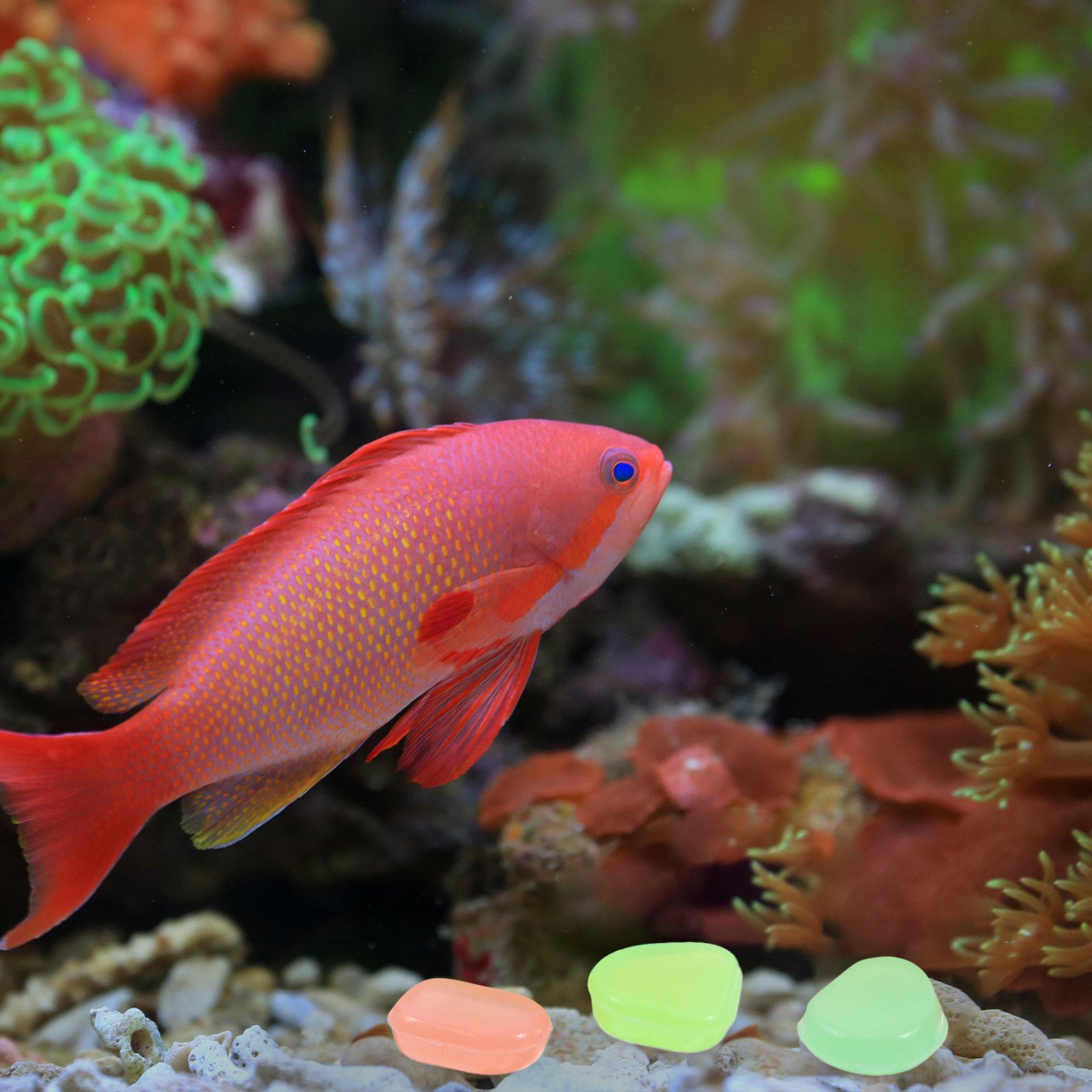 400개 야광 자갈 물고기 수조 자갈 정원 조경 발광석 - Aquarium Fish Glow In The Dark 리뷰 및 가격