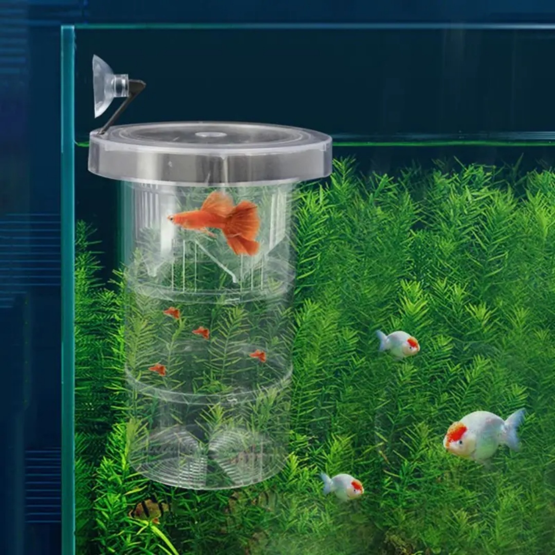 아크릴 플로팅 어류 번식 격리 상자 수족관 번식기 먹이 - Aquarium Fish Escape 리뷰 및 가격