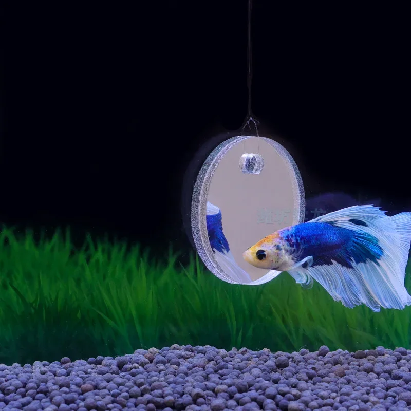아쿠아리움 베타 미러 어항 물고기 베타 플라워혼 시클리 - Aquarium Fish Escape 리뷰 및 가격